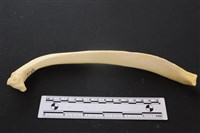 藏品(豬骨)的圖片