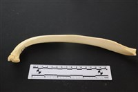 藏品(豬骨)的圖片