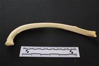 藏品(豬骨)的圖片