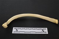 藏品(豬骨)的圖片