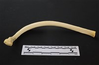 藏品(豬骨)的圖片