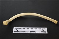 藏品(豬骨)的圖片