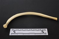 藏品(豬骨)的圖片