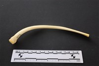 藏品(豬骨)的圖片