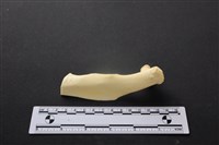 藏品(豬骨)的圖片