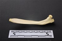 藏品(豬骨)的圖片