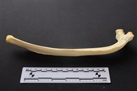 藏品(豬骨)的圖片