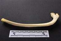 藏品(豬骨)的圖片