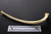 藏品(豬骨)的圖片