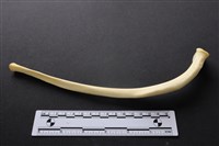 藏品(豬骨)的圖片