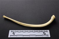 藏品(豬骨)的圖片