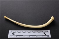 藏品(豬骨)的圖片