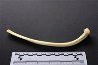 藏品(豬骨)的圖片