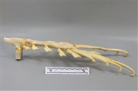 藏品(豬骨)的圖片