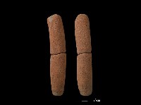 藏品(鼎足)的圖片