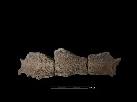 藏品(陶罐)的圖片