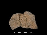 藏品(陶片)的圖片