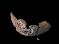 藏品(陶碗)的圖片