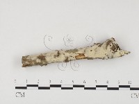 藏品(冇骨消絲齒菌)的圖片