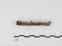 藏品(冇骨消絲齒菌)的圖片