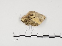 藏品(冇骨消絲齒菌)的圖片