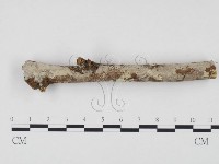 藏品(冇骨消絲齒菌)的圖片