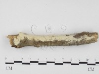 藏品(冇骨消絲齒菌)的圖片