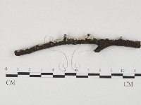 藏品(冇骨消絲齒菌)的圖片