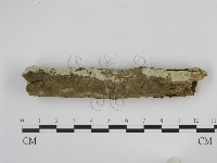 藏品(剛毛絲皮菌)的圖片