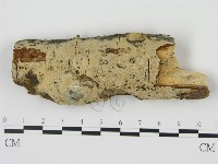 藏品(剛毛絲皮菌)的圖片