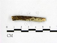 藏品(燈籠囊擬射脈菌)的圖片