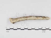 藏品(冇骨消絲齒菌)的圖片