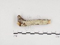 藏品(冇骨消絲齒菌)的圖片