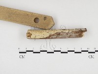 藏品(冇骨消絲齒菌)的圖片