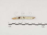 藏品(冇骨消絲齒菌)的圖片