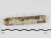 藏品(冇骨消絲齒菌)的圖片