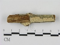 藏品(剛毛絲皮菌)的圖片