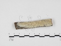 藏品(冇骨消絲齒菌)的圖片