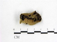 藏品(木耳屬)的圖片