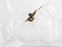 藏品()的圖片