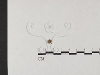 藏品()的圖片