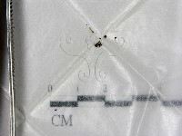 藏品()的圖片