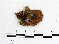 藏品(木耳屬)的圖片