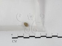 藏品()的圖片