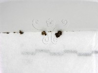 藏品()的圖片