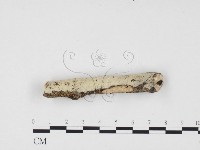 藏品(冇骨消絲齒菌)的圖片