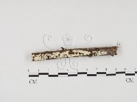 藏品(冇骨消絲齒菌)的圖片