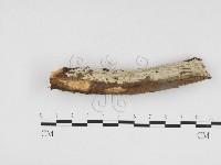 藏品(冇骨消絲齒菌)的圖片