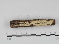 藏品(冇骨消絲齒菌)的圖片