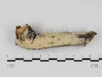 藏品(冇骨消絲齒菌)的圖片